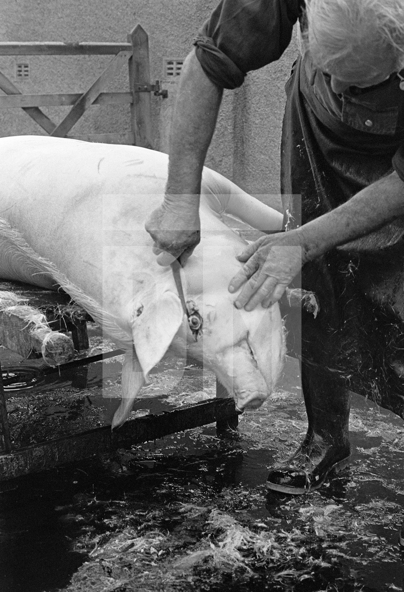 Cutting out the eye. North Yorkshire 1976 by Daniel Meadows