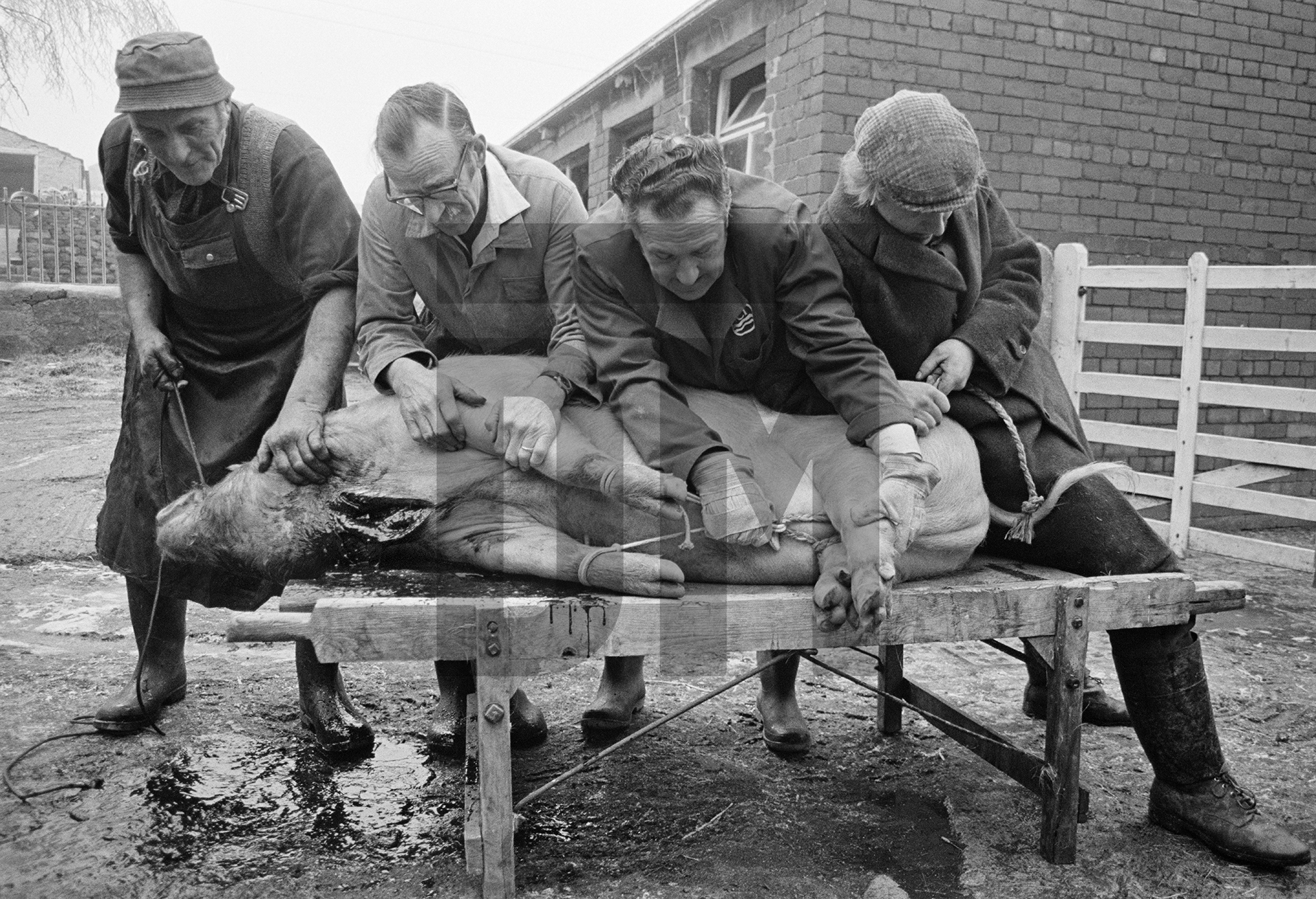 The dying pig is held on the stool while its blood drains out. Left-to-right: Everett Moore butcher, his assistant Jim Woodhouse, Herbert Bray wearing ICI coat, Tony Critchley farmer lad. North Yorkshire 1976 by Daniel Meadows