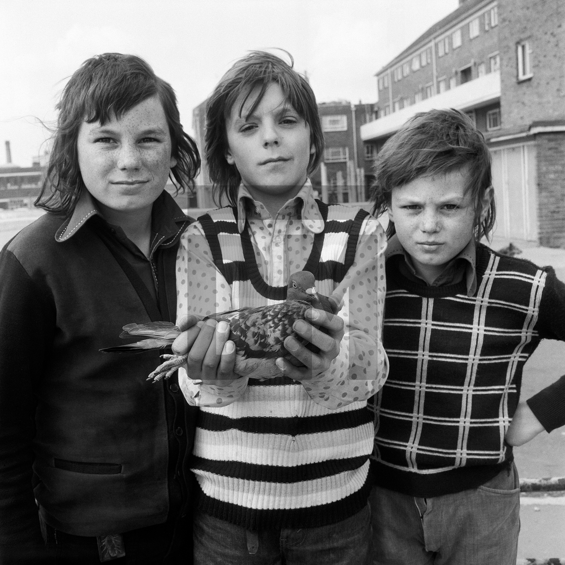 John Payne aged 11 with his pigeon Chequer and friends the White brothers: left Michael, right Kalvin. Portsmouth. Friday 26 April 1974 by Daniel Meadows