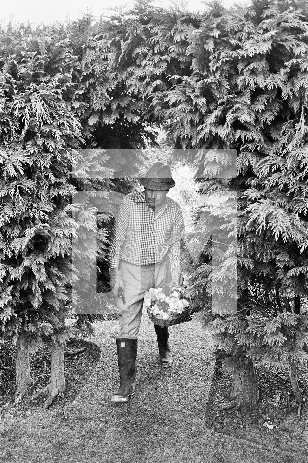 Julian Bream gardening by Daniel Meadows