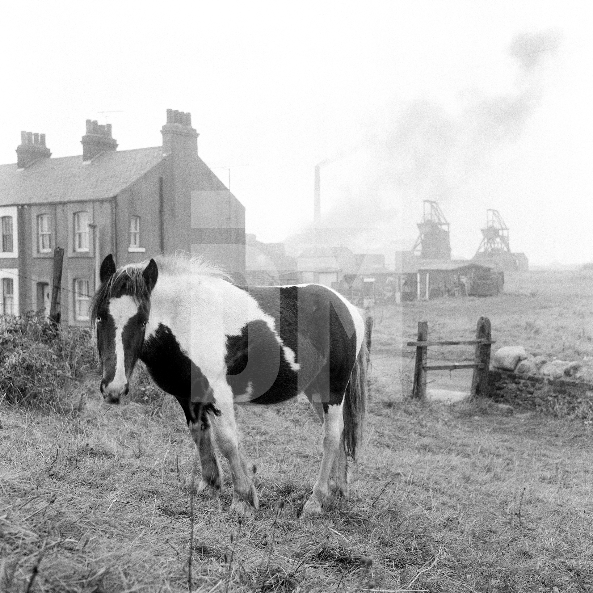Horse and coal mine, Workington, Cumbria. October 1974 by Daniel Meadows