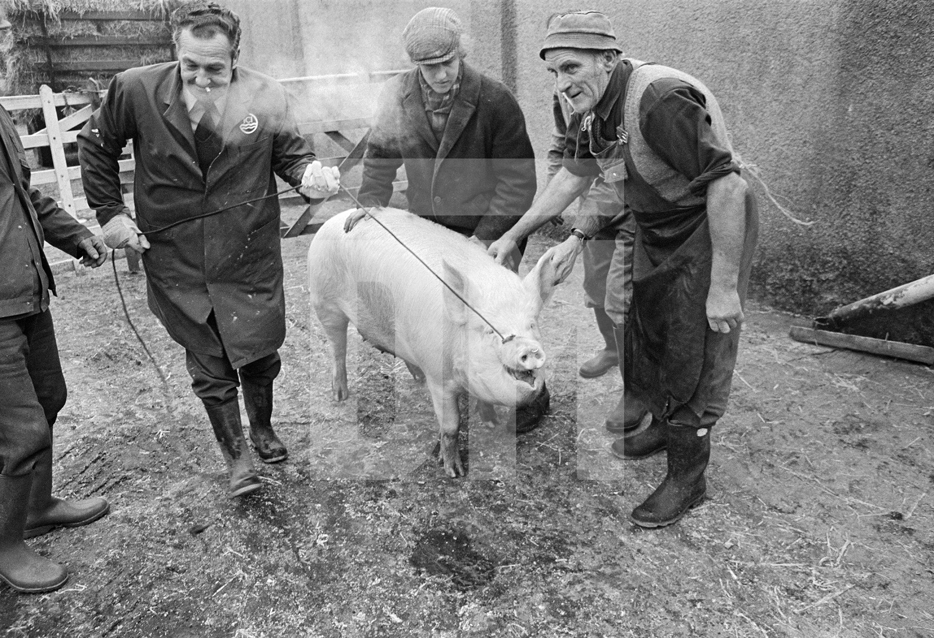 Leading the pig out into the yard. North Yorkshire 1976 by Daniel Meadows