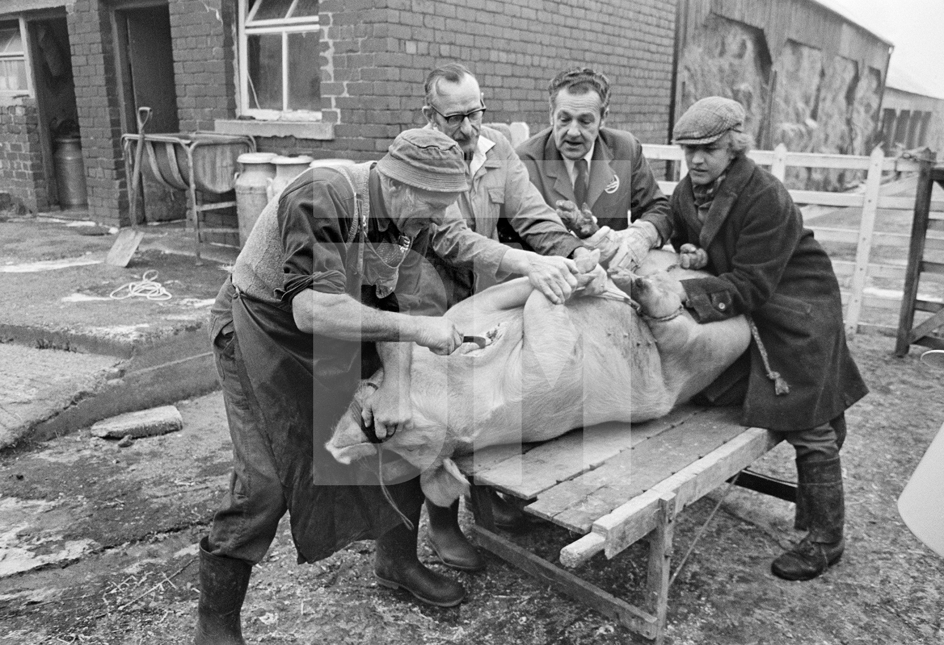 The killing. Left-to-right: Everett Moore butcher, his assistant Jim Woodhouse, Herbert Bray wearing ICI coat, Tony Critchley farmer lad. North Yorkshire 1976 by Daniel Meadows