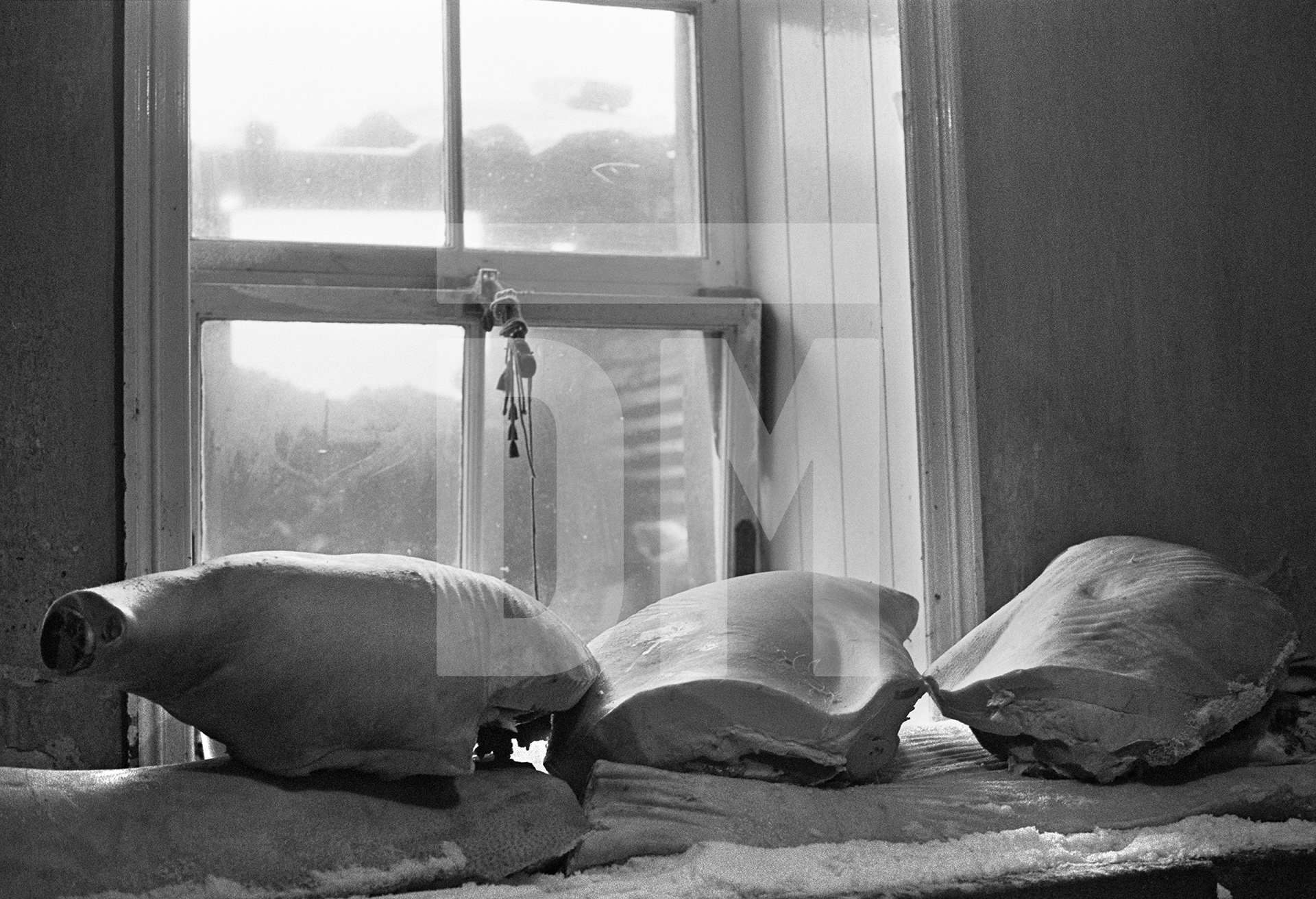 Hams in the larder. North Yorkshire 1976 by Daniel Meadows