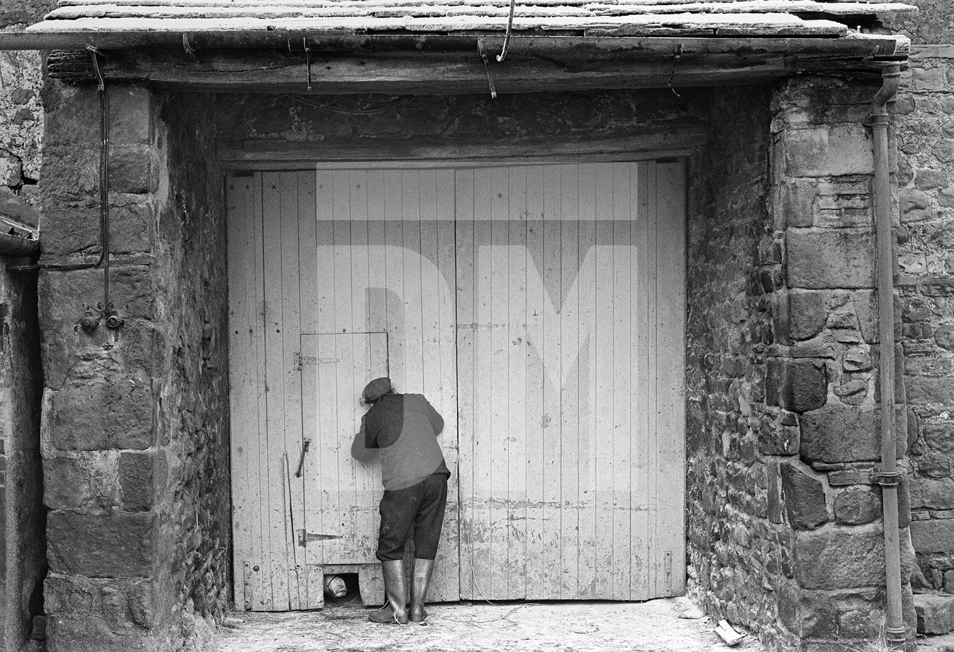 The morning of pig killing day. Snow on the ground, pig in the barn. Farmer Cyril Richardson peeps in. The pig peeps out. North Yorkshire 1976 by Daniel Meadows