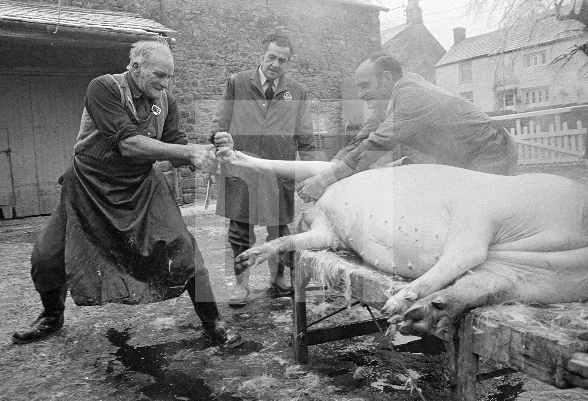 Butcher Everett Moore pulls off the cleers. North Yorkshire 1976 by Daniel Meadows