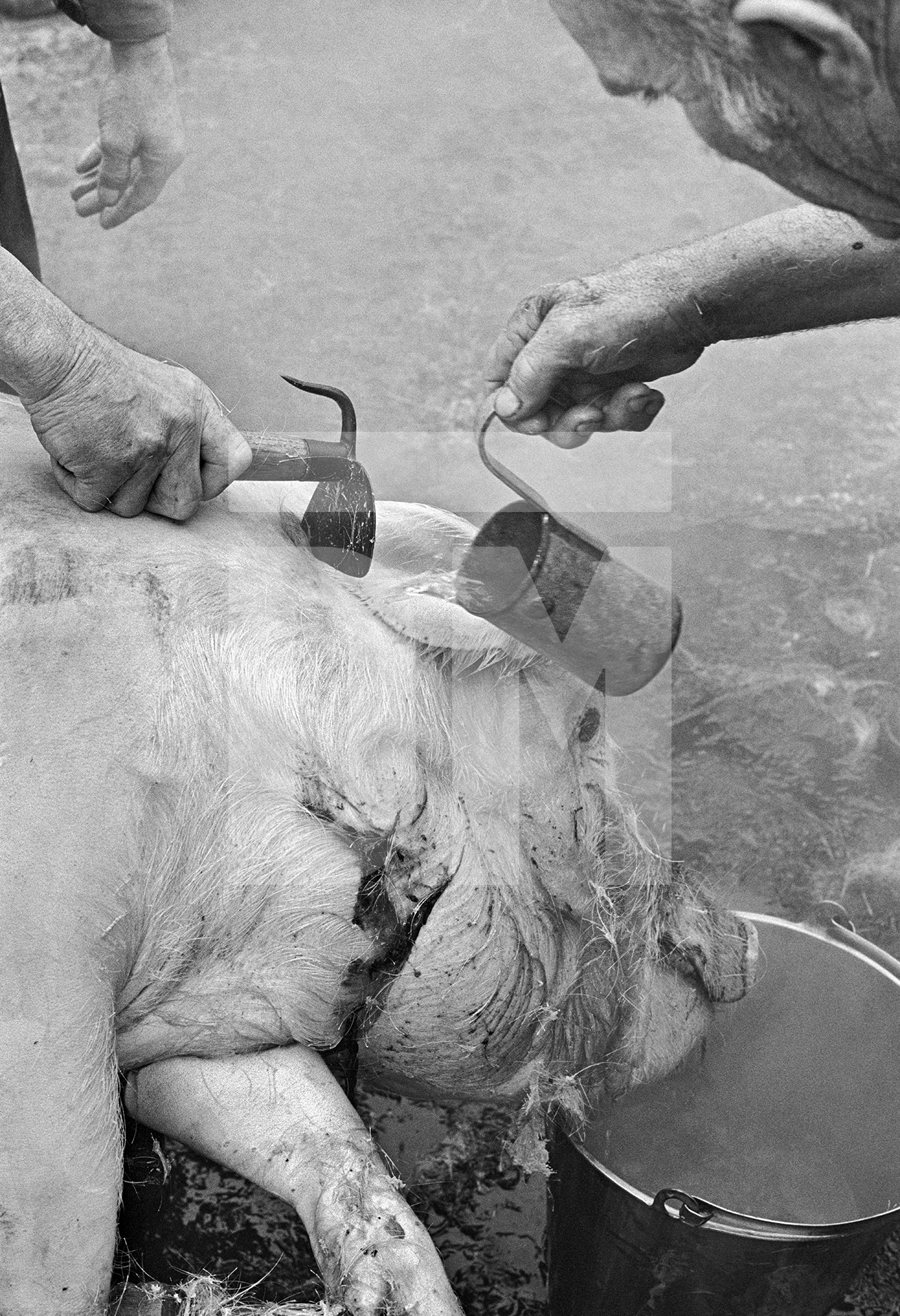 Boiling water is ladled onto the flesh and the pig shaved. North Yorkshire 1976 by Daniel Meadows