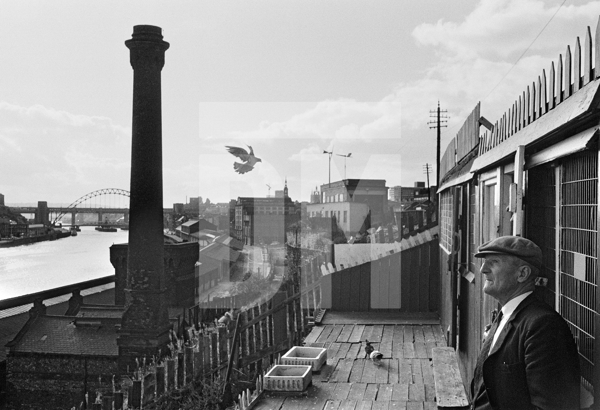 Pigeon cree, Newcastle upon Tyne. September 1974 by Daniel Meadows