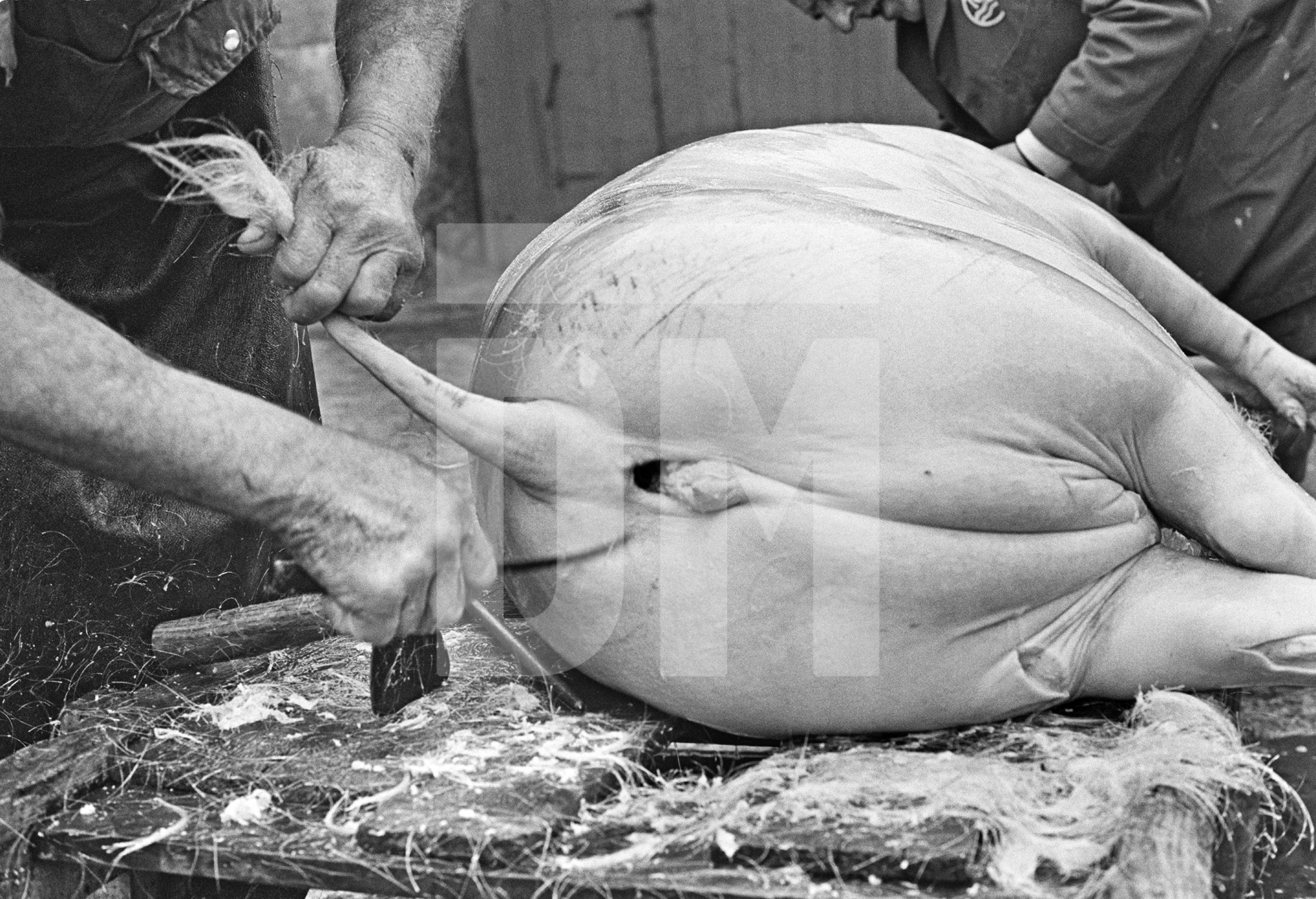 Shaving the pig. North Yorkshire 1976 by Daniel Meadows