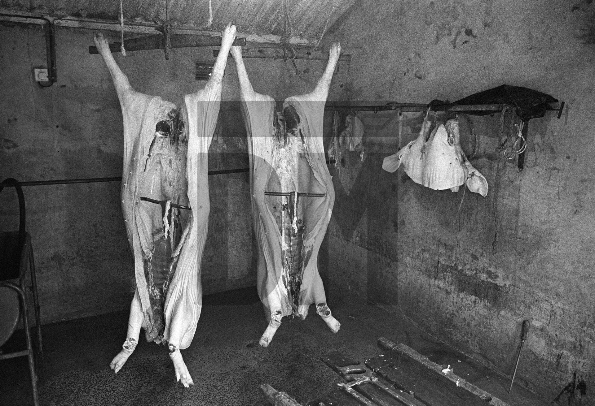 Freshly slaughtered bacon pig carcasses hanging in the outhouse. North Yorkshire 1976 by Daniel Meadows