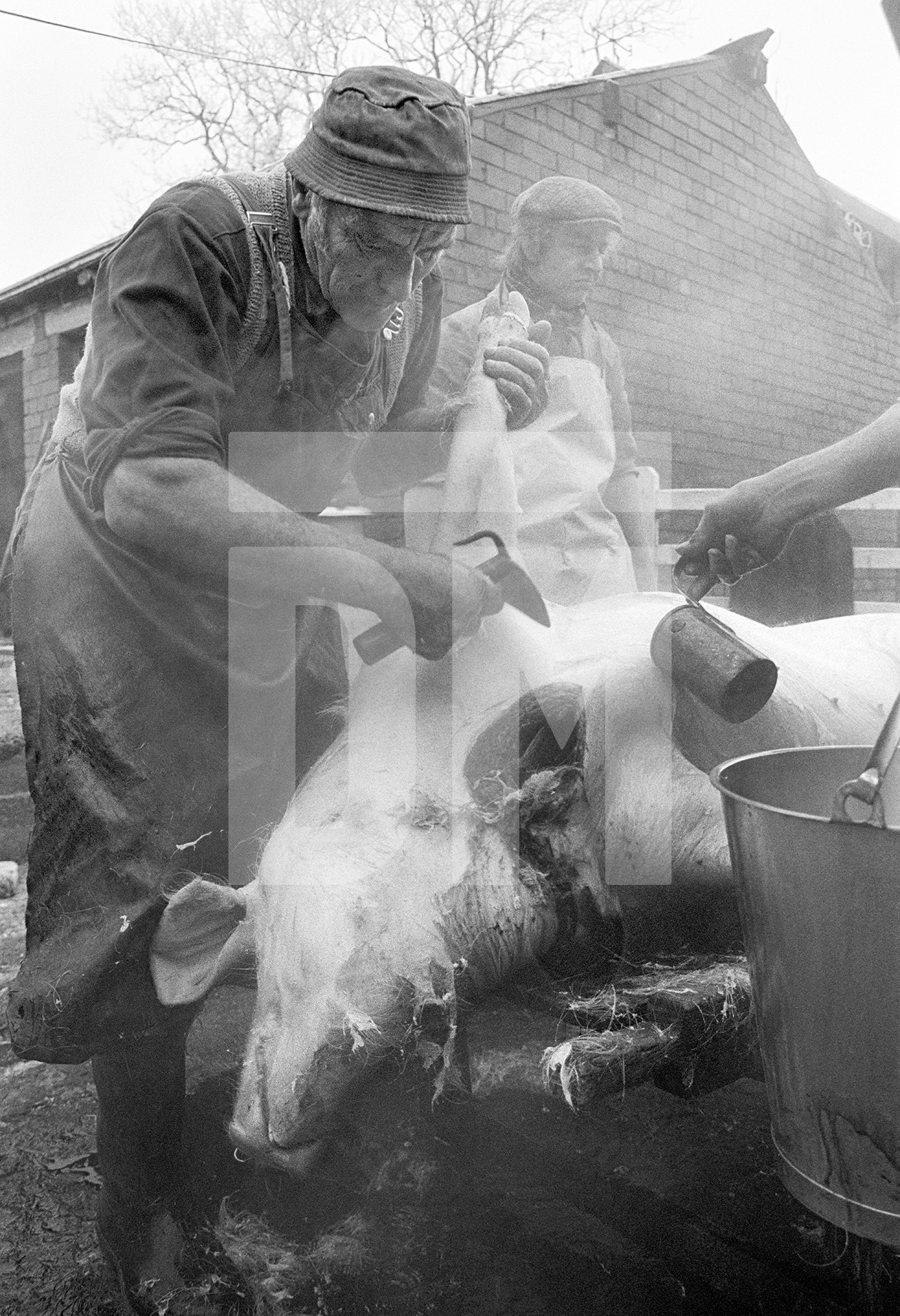 Butcher Everett Moore scrapes hair. Boiling water is ladled onto the flesh and the pig is shaved. North Yorkshire 1976 by Daniel Meadows