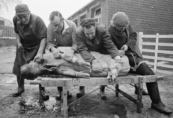 The dying pig is held on the stool while its blood drains out. Left-to-right: Everett Moore butcher, his assistant Jim Woodhouse, Herbert Bray wearing ICI coat, Tony Critchley farmer lad. North Yorkshire 1976
