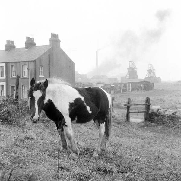 Horse and coal mine, Workington, Cumbria. October 1974
