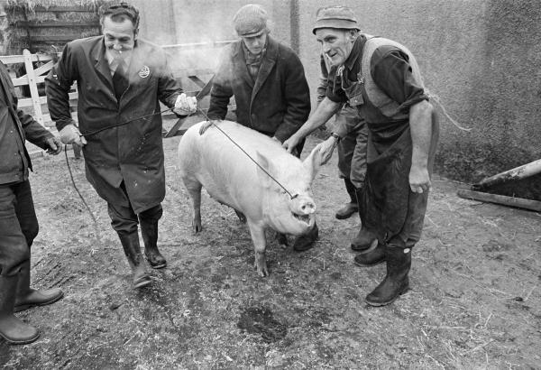 Leading the pig out into the yard. North Yorkshire 1976