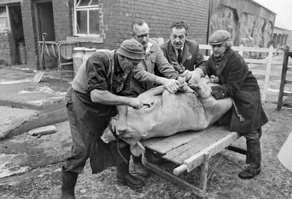 The killing. Left-to-right: Everett Moore butcher, his assistant Jim Woodhouse, Herbert Bray wearing ICI coat, Tony Critchley farmer lad. North Yorkshire 1976