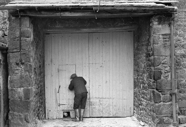 The morning of pig killing day. Snow on the ground, pig in the barn. Farmer Cyril Richardson peeps in. The pig peeps out. North Yorkshire 1976