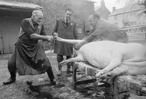 Butcher Everett Moore pulls off the cleers. North Yorkshire 1976