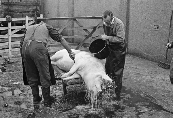Washing off. North Yorkshire 1976