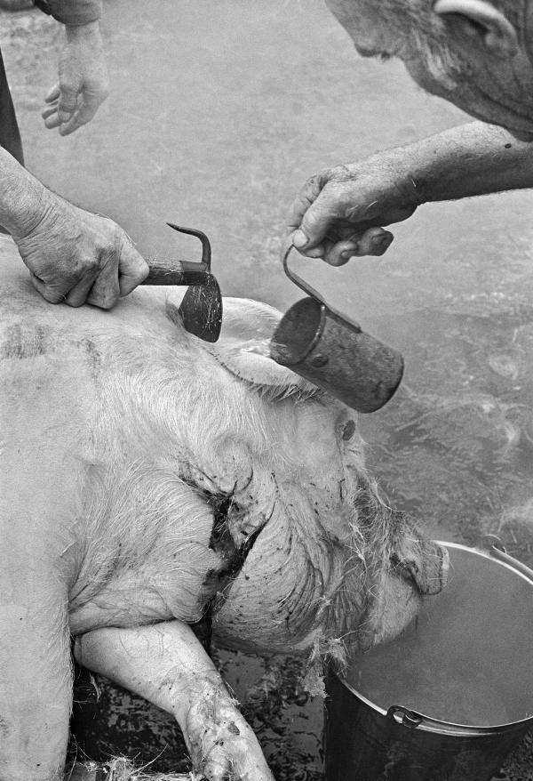 Boiling water is ladled onto the flesh and the pig shaved. North Yorkshire 1976