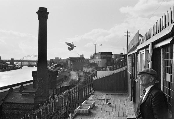 Pigeon cree, Newcastle upon Tyne. September 1974