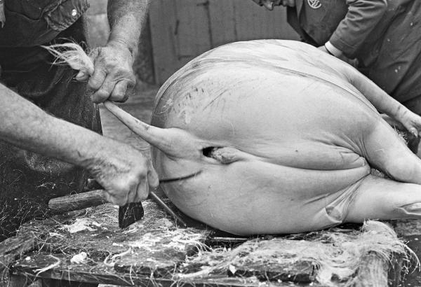 Shaving the pig. North Yorkshire 1976