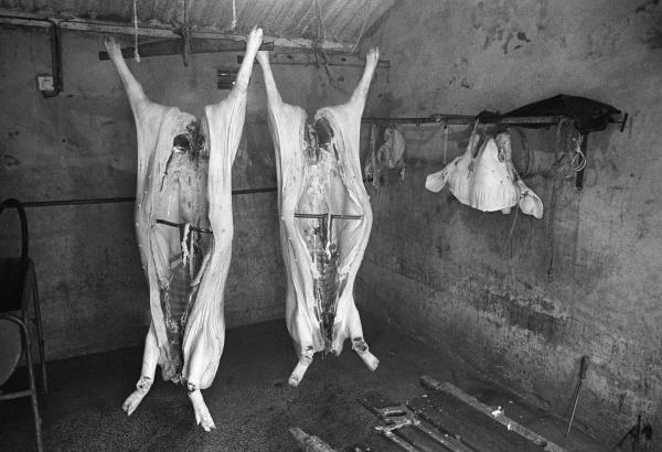 Freshly slaughtered bacon pig carcasses hanging in the outhouse. North Yorkshire 1976